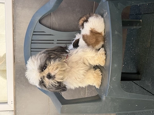 Vând băiețel Shih Tzu - imagine 2