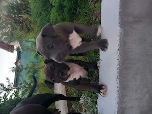 Pui Amstaff de vânzare - imagine 3