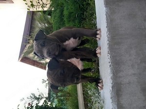 Pui Amstaff de vânzare - imagine 2