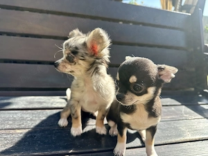 Chihuahua fata