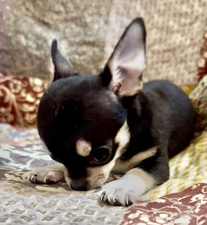 Fata chihuahua - imagine 5