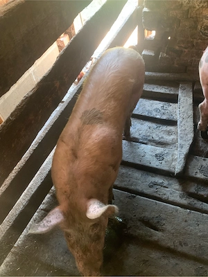 vand porc 90 100 kg