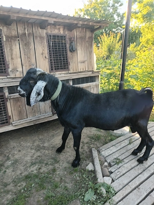 Vând doi Țapi Anglonubieni in vârsta de 2 ani. - imagine 2