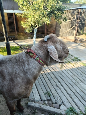 Vând doi Țapi Anglonubieni in vârsta de 2 ani. - imagine 3