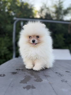 Pomeranian toy baietel