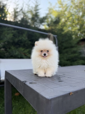 Pomeranian minitoy baietel - imagine 2