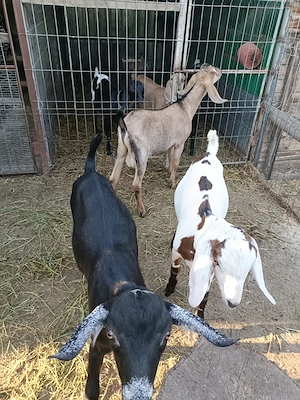 Se vând trei țapi , Anglonubieni în vârstă de trei luni și jumătate. - imagine 2