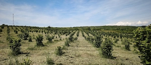 Plantatie Alun 2,9 ha