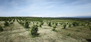 Plantatie Alun 2,9 ha - imagine 2