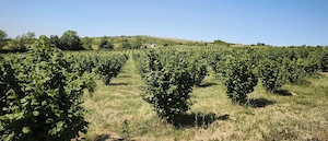 Plantatie Alun 2,9 ha - imagine 4