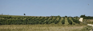 Plantatie Alun 2,9 ha - imagine 5