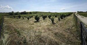 Plantatie Alun 2,9 ha - imagine 6