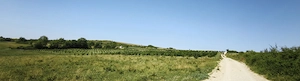 Plantatie Alun 2,9 ha - imagine 8