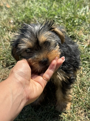 Vand catelusi Yorkshire Terrier! - imagine 4