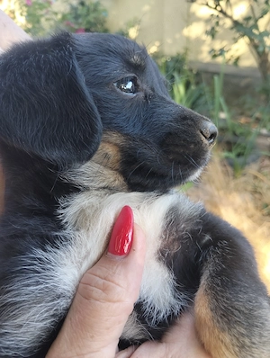 Donez cățeluși. Din 10 cățeluși frumoși, au rămas 2 fratiori, fetiță și baietel , rasă pitică.i - imagine 4