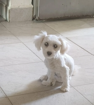 Fetiță bichon maltez  - imagine 4