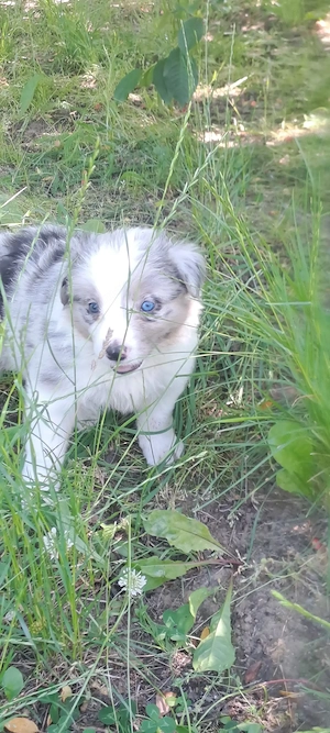 Catei border collie blue merle si alb negru - imagine 2