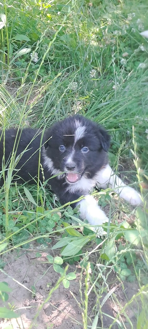 Catei border collie blue merle si alb negru - imagine 3