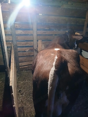 vaca de vanzare de2 ani si un tauras de11 luni - imagine 2