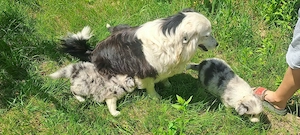 Catei border collie blue merle si alb negru - imagine 5