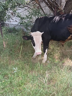 vaca de vanzare de2 ani si un tauras de11 luni - imagine 3