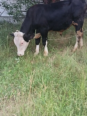 vaca de vanzare de2 ani si un tauras de11 luni - imagine 4