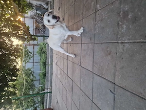 Labrador cu pedigree - imagine 5