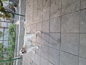 Labrador cu pedigree - imagine 2