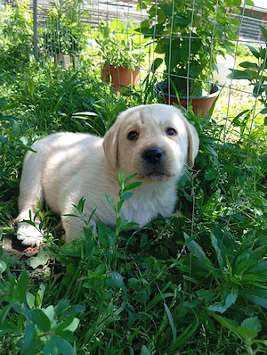 Puiuți de Labrador  - imagine 5