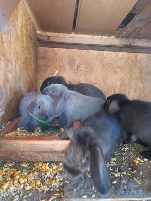 Pui și maturi din matcă, rase pure uriașe și pitice  - imagine 5