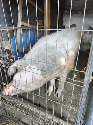 porci rasa Landrace - imagine 3