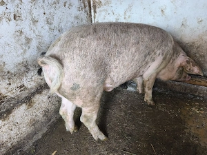 porci rasa Landrace - imagine 2