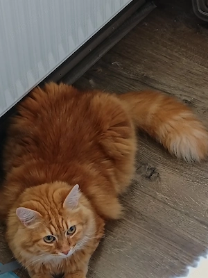 Donez urgent motan unei familii iubitoare. 