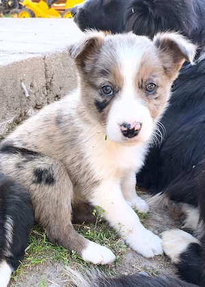 Femelă border collie  - imagine 2