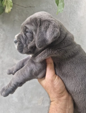 Catei Cane corso cu pedigree - imagine 3