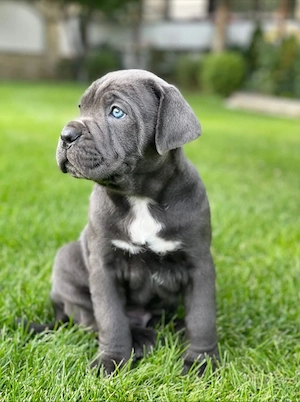 Catei Cane corso cu pedigree - imagine 4