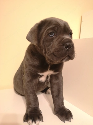 Catei Cane corso cu pedigree