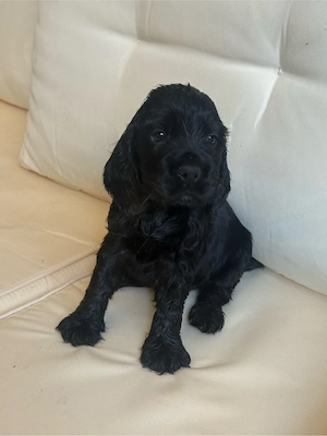 Cocker Spaniel negru 