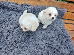 Bichoni maltezi mini toi  