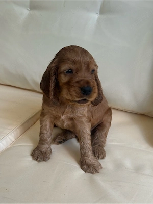 Cocker Spaniel roșcat  - imagine 3