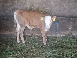 Vând vițel 2 luni 3500 de lei TELEFON  