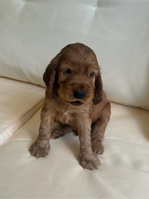 Cocker Spaniel roșcat  - imagine 2