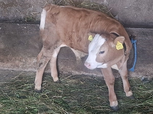 Vând vițel 2 luni 3500 de lei TELEFON   - imagine 2