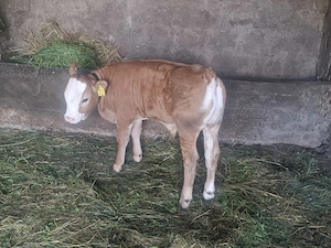 Vând vițel 2 luni 3500 de lei TELEFON   - imagine 5