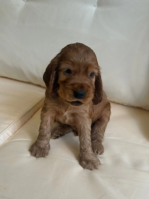 Cocker Spaniel roscat  - imagine 2