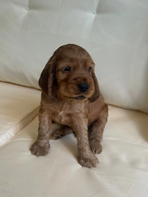 Cocker Spaniel roscat  - imagine 3