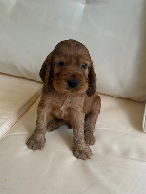 Cocker Spaniel roscat 
