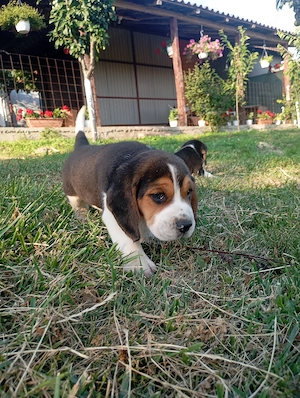 Beagle tricolor - imagine 5