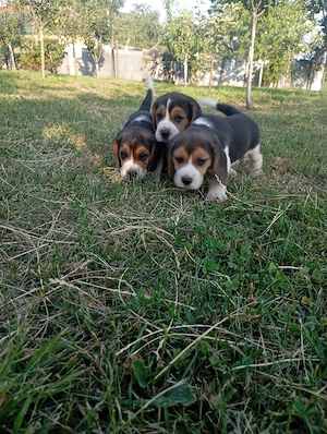 Beagle tricolor - imagine 3