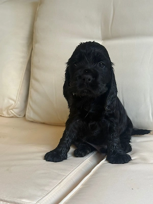 Cocker Spaniel negru - imagine 2